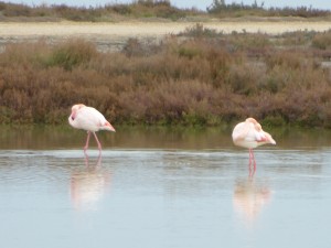 pink flamingoes