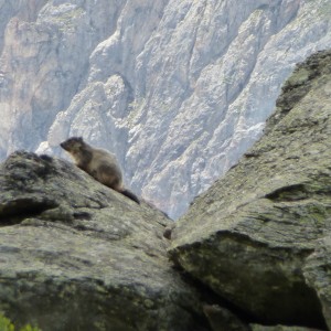 une marmotte