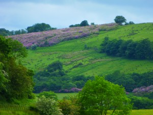 rhododendrons everywhere