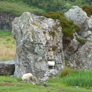 Tucked into a rock